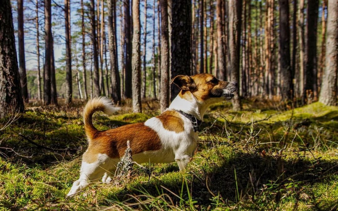 Dog hiking through the forest