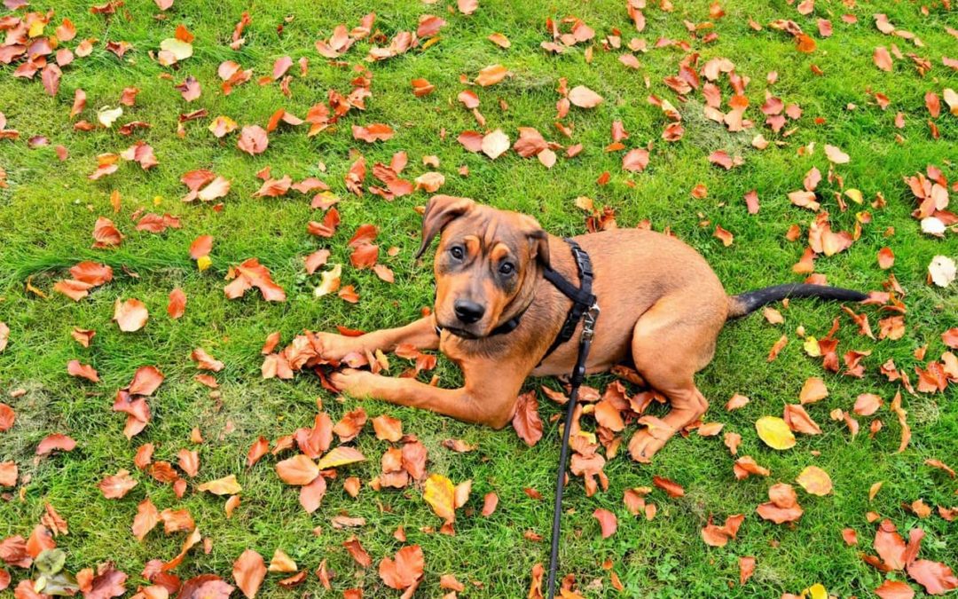 Dog in fall leaves
