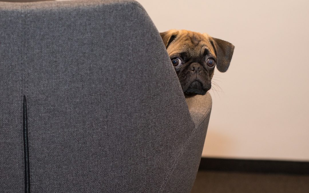 pug peaking over couch