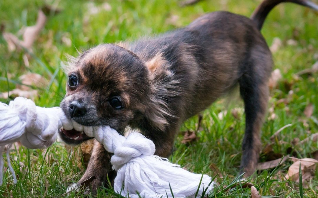 Which Chew Toys Are Safe For Your Pet?