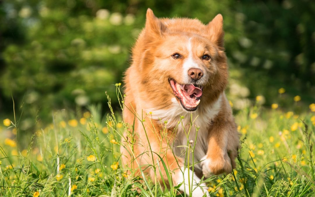 Summer Allergies in Pets – How to Tell