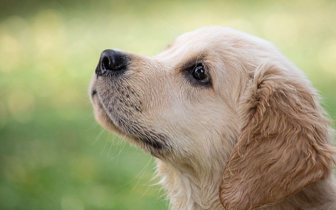What You Need to Know About Lyme Disease in Dogs