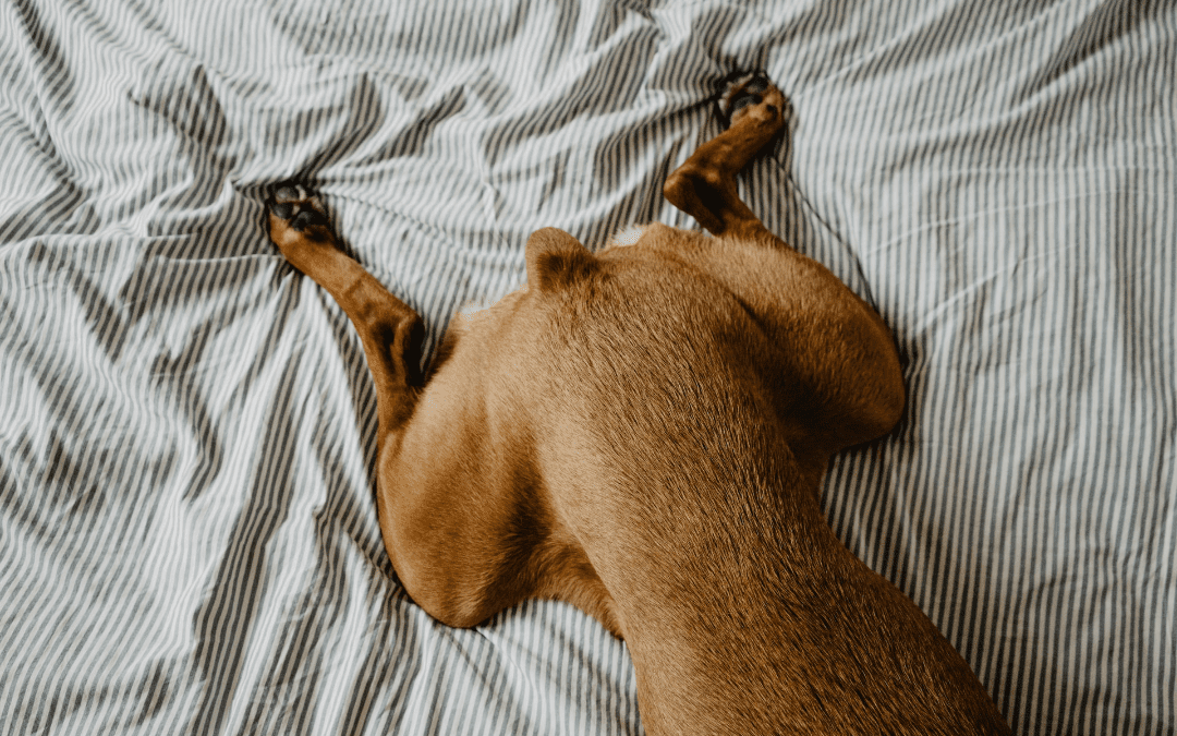 dog laying on bed