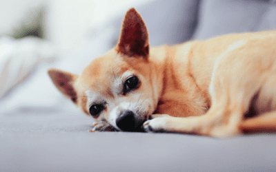 What to Expect When Caring for Your Senior Pet