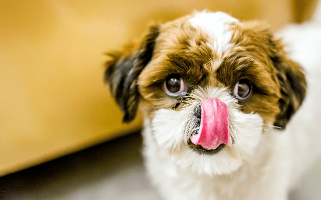 dog licking nose