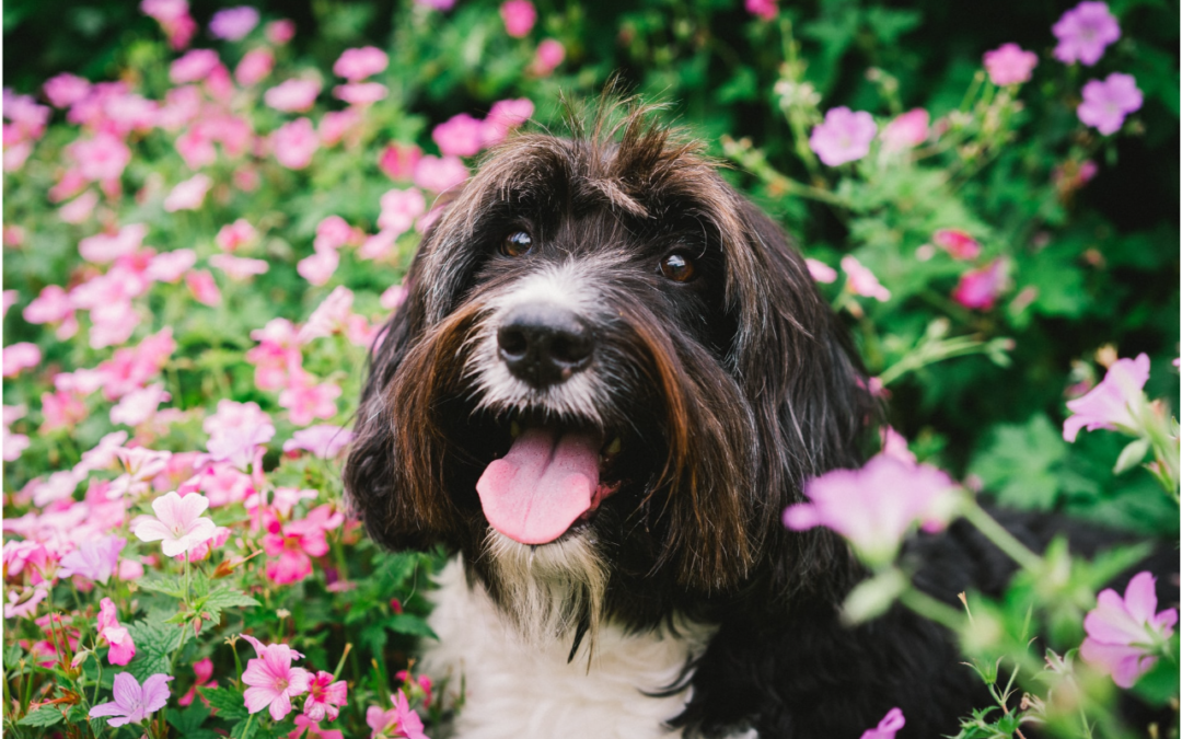 dog sitting on flowers