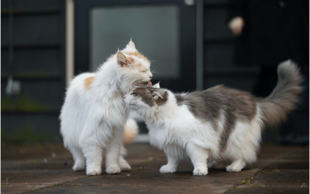 cats licking each other