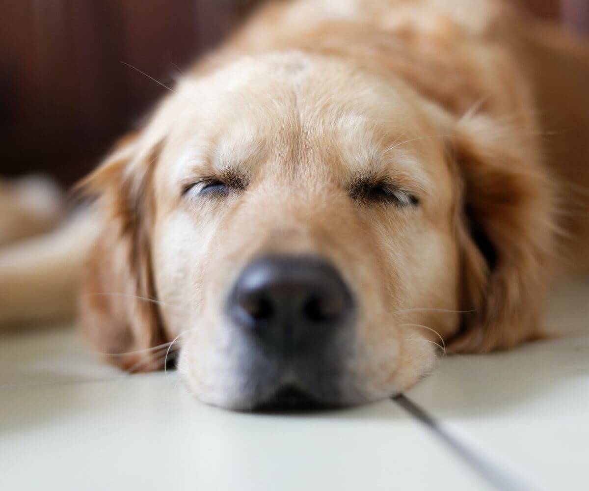dog sleeping on floor