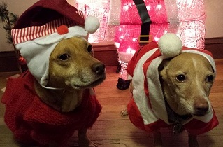 two dogs as santa