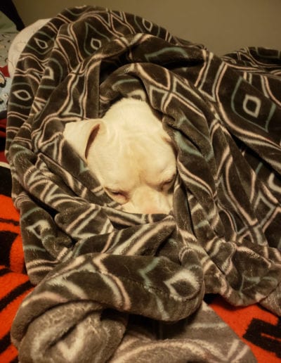 dog snuggled in a blanket