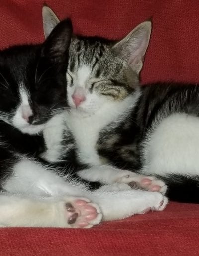 two cats snuggling