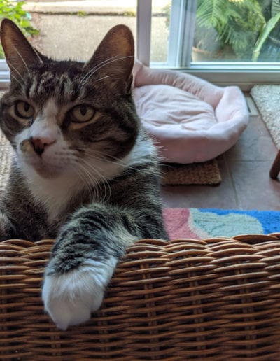 cat on a basket