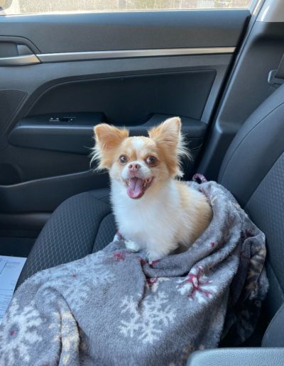 dog sitting in car