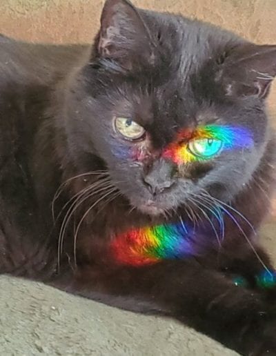 cat with rainbow reflection