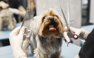 Why is Regular Pet Grooming Important?