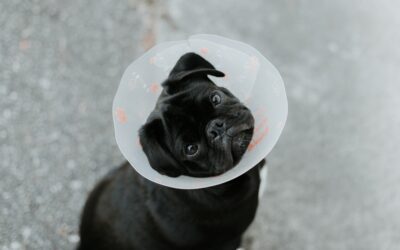 Get Your Furry Friend Back on Its Feet with Post-Surgery Care
