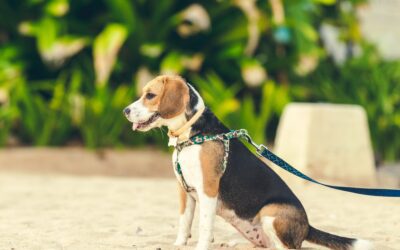 Tips On Keeping Your Dog Safe During Walks