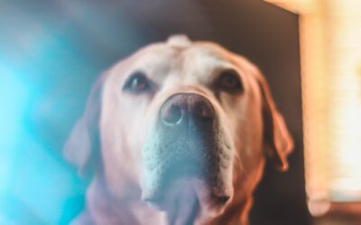 Understanding the Transition: When Your Pets Enter Their Senior Years