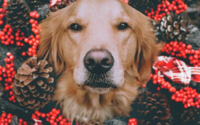 Senior Pet Bliss: Ensuring Holiday Comfort and Joy