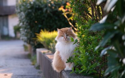 Here’s Why Lyme Disease is Rare in Cats