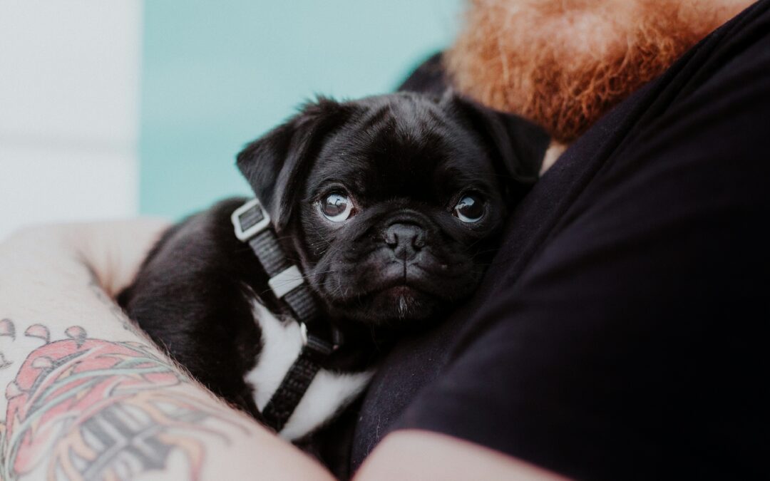 Black pug leaning against the owner's chest, looking into the camera