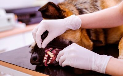 Pet Dental Health: How Frequently Should You Schedule Cleanings?