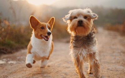 May is Lyme Disease Awareness Month: Keep Your Pet Tick-Free